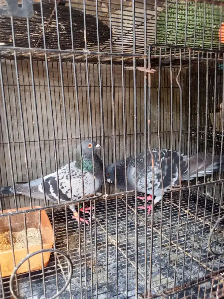 Jual burung dara pos tritis