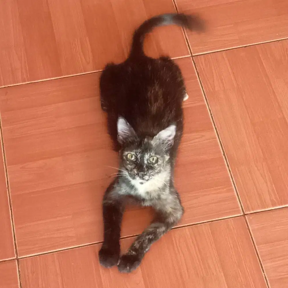 Adopsi kucing hitam dgn oren sedikit umur 7 bulan