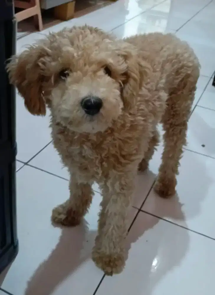 Anjing Poodle betina