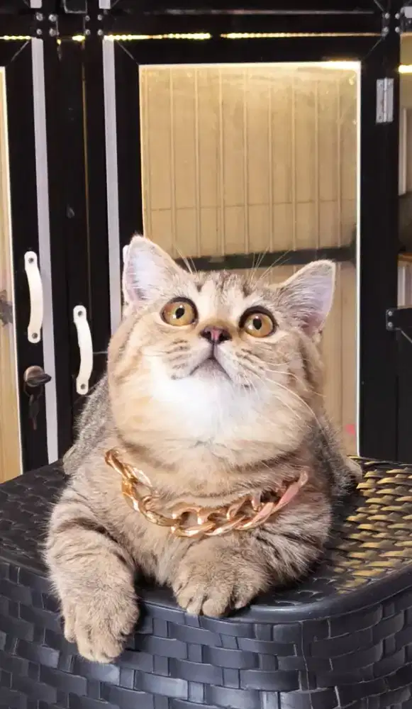 Kucing kitten munchkin bsh golden tabby