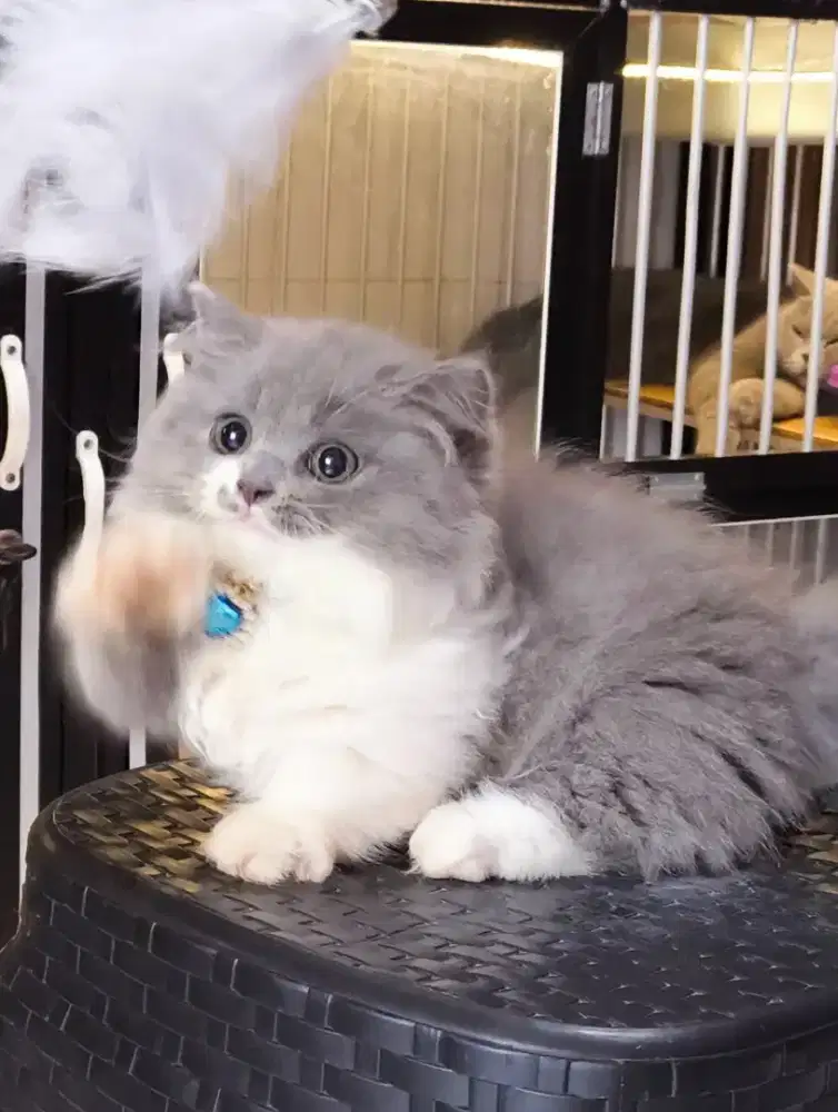 Kucing kitten munchkin BLH bico blue