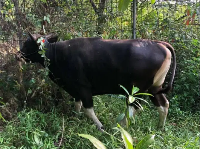 sapi bali 400kilo siap hewan qurban 2027 cicil 3jt/bln 10x jamin puas