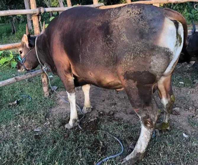 sapi bali 400kilo siap hewan qurban 2027 cicil 3jt/bln 10x jamin puas