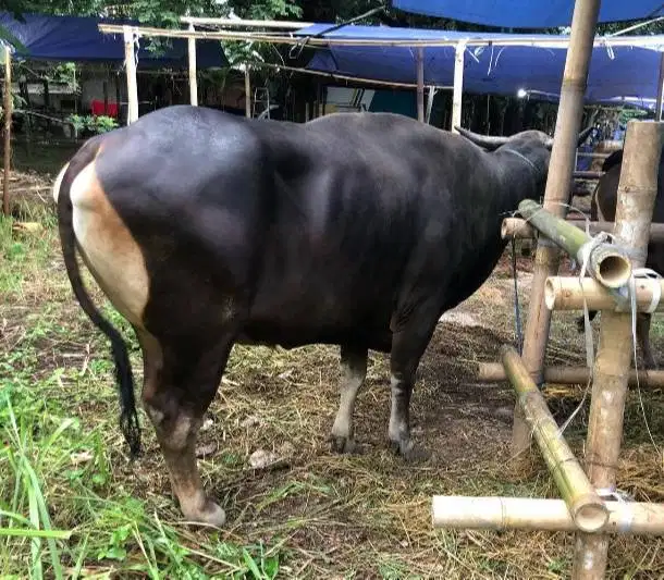 sapi bali 400kiloan 3jt/bln 10x siap hewan qurban terbaik 2027 rawatan