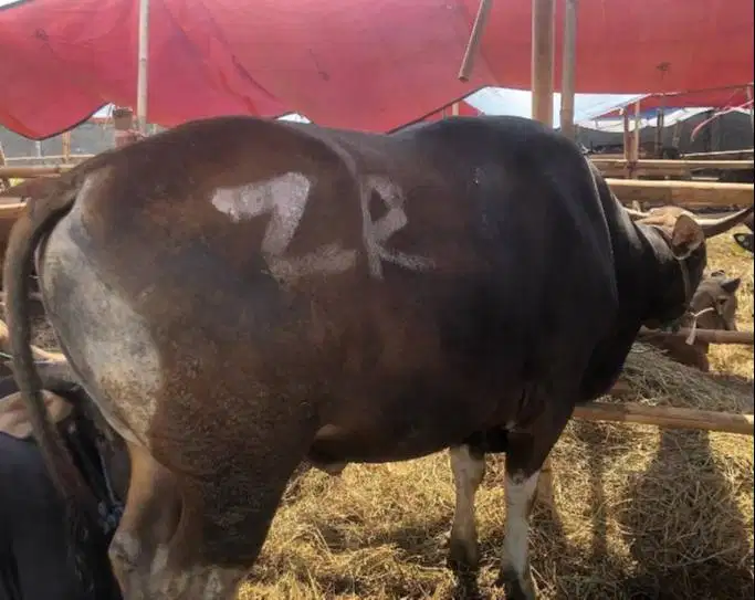 sapi bali 400kiloan 3jt/bln 10x siap hewan qurban terbaik 2027 rawatan