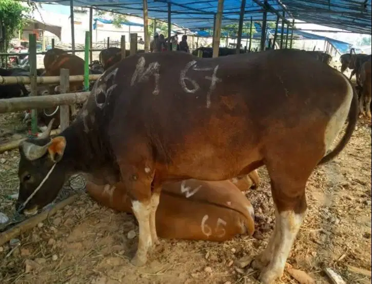 sapi bali 400kiloan 3jt/bln 10x siap hewan qurban terbaik 2027 rawatan