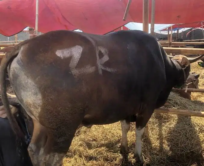 sapi bali 400kiloan siap sapi kurban 2027 3jt/bln 10x jamin manteb top