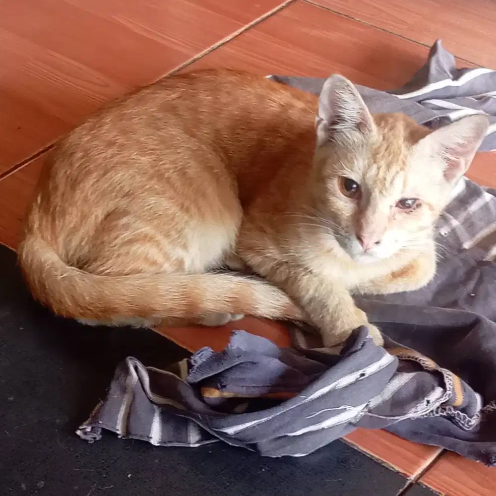 Adopsi kucing oren, umur 7 bulan, satu mata buta