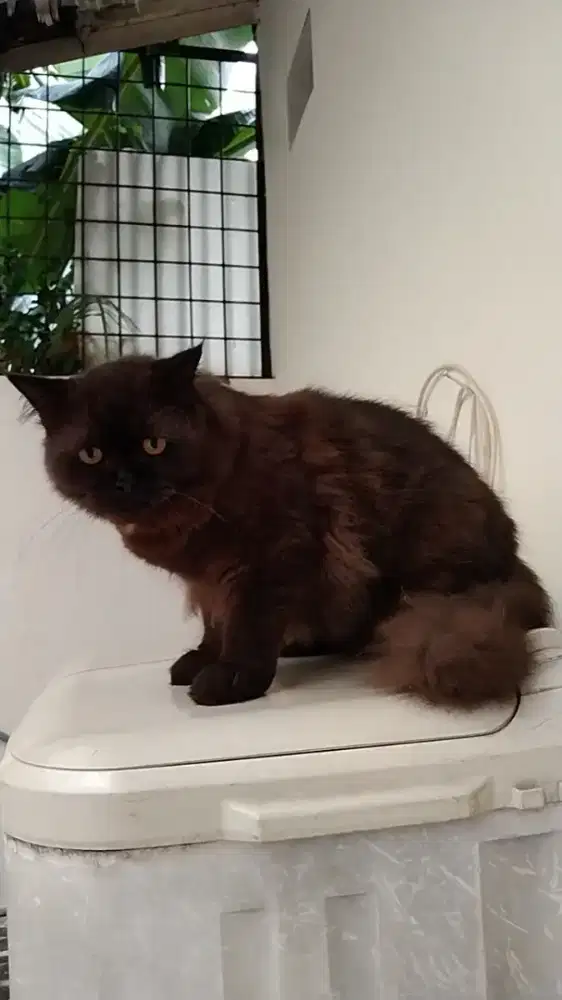 Kucing York Langka York Chocolate Jantan