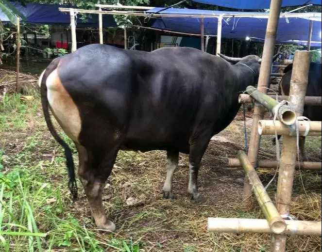 sapi bali 400kiloan 3jt/bln 10x siap hewan qurban terbaik 2027 manteb