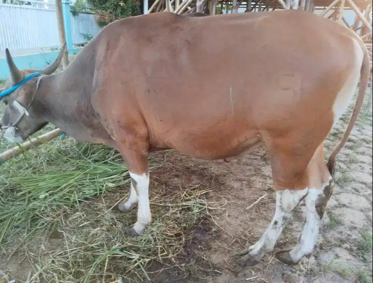 sapi bali 400kiloan 3jt/bln 10x siap hewan qurban terbaik 2027 manteb