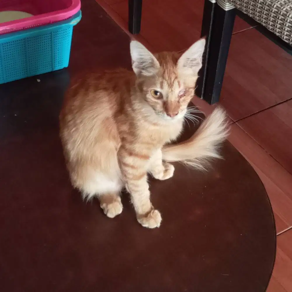 Adopsi kucing oren, bulu tebal sedang, umur 7 bulan, satu mata buta