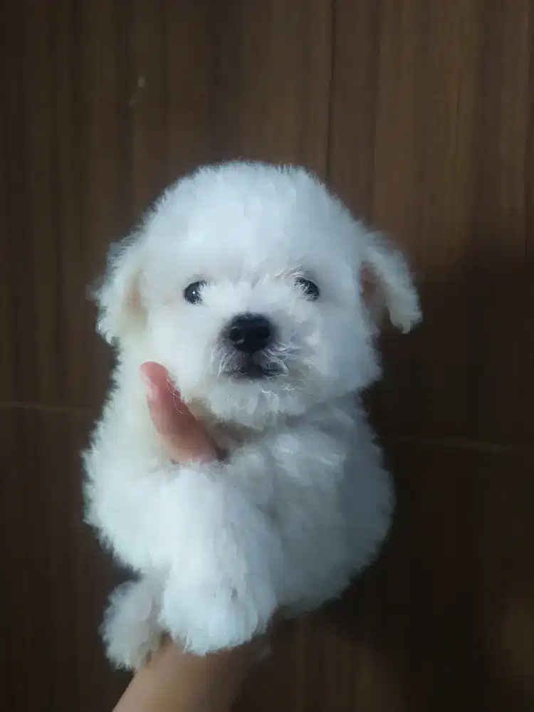 Anakan mini bischon