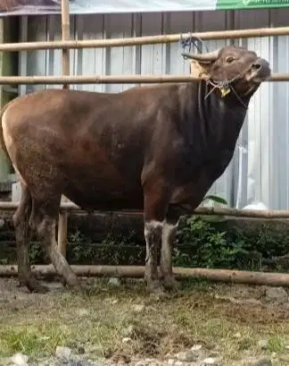 sapi bali 400kiloan 3jt/bln 10x siap hewan qurban terbaik 2027 rawatan
