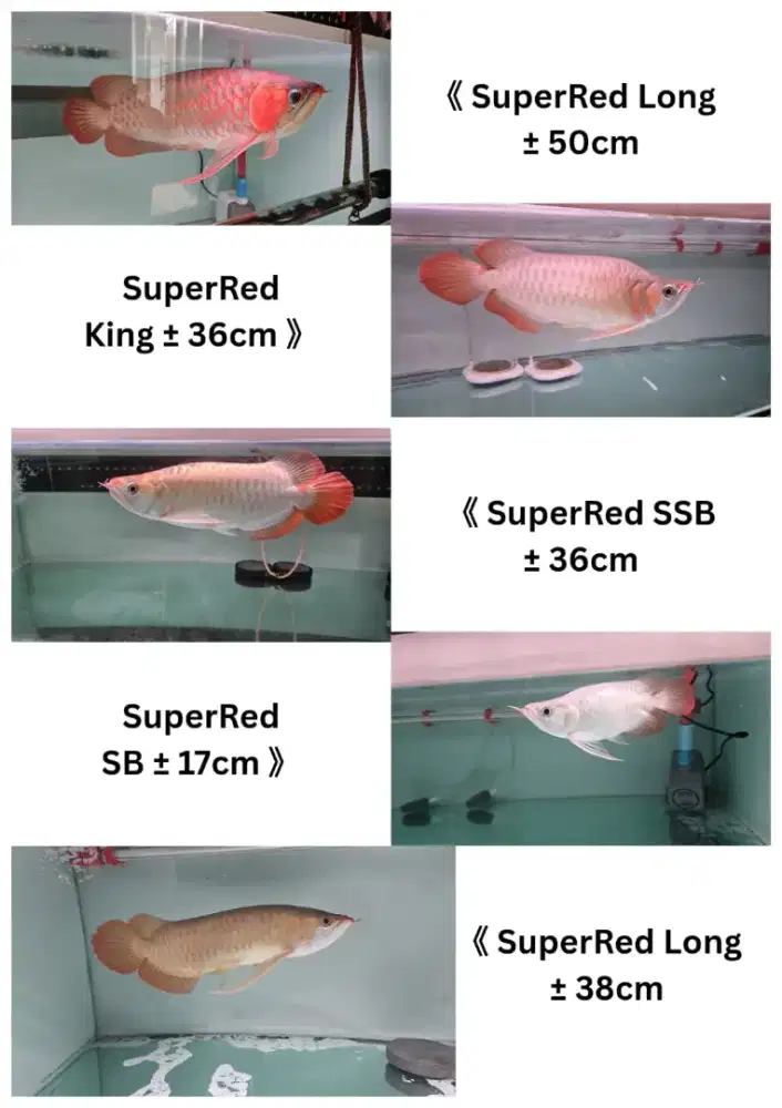 Arwana super red