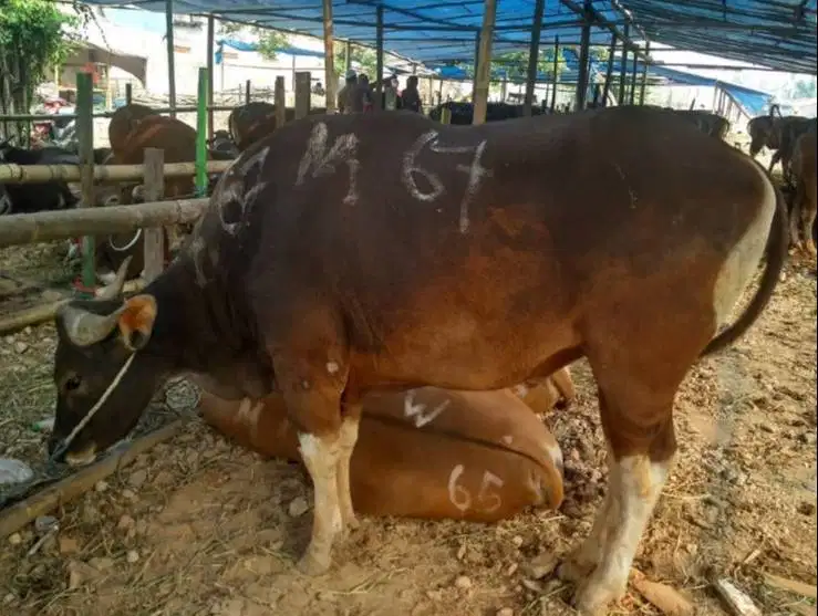sapi bali 400kiloan siap hewan kurban 2027 3jt/bln 10x rawatan manteb