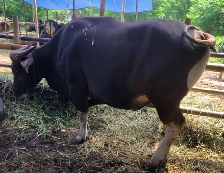 sapi bali 400kiloan siap hewan kurban 2027 3jt/bln 10x rawatan manteb