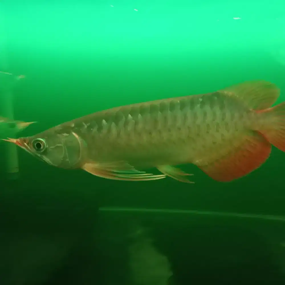 Ikan Arwana Super Red 20+ cm
