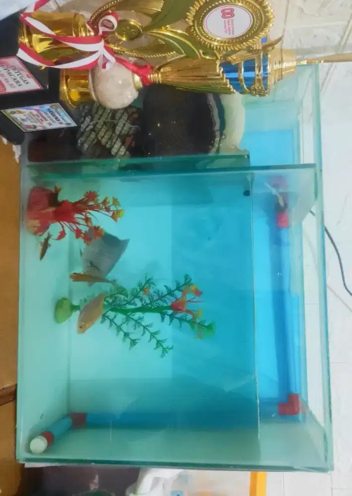 Aquarium untuk pajangan