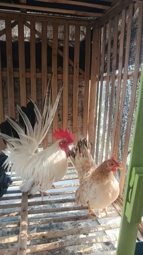 AYAM KATE LOKAL SEMI CEPER SEPASANG