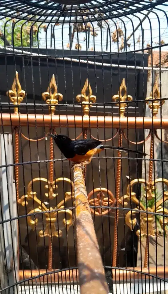 Murai batu hutan asli sumatra