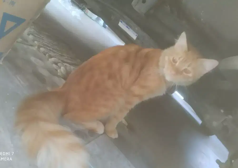 Kucing oyen jantan 13 bulan up bigbone