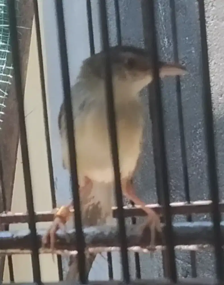 Prenjak sawah betina jinak bunyi