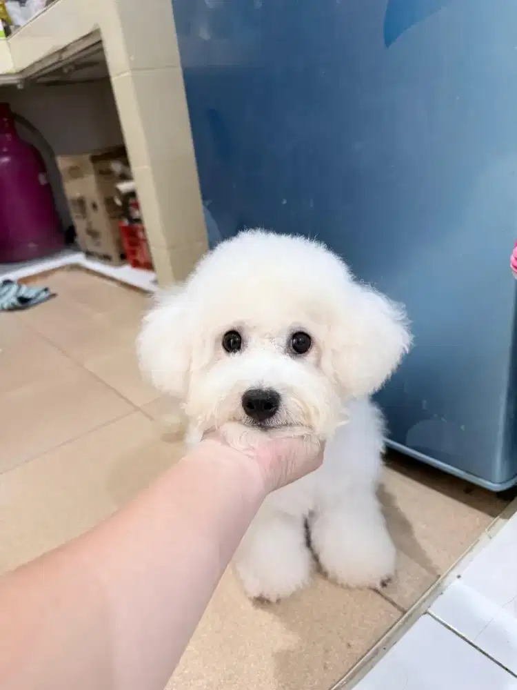 Bichon Frise Pure Murah