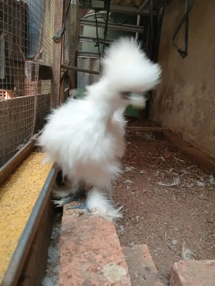 Ayam American Silkie