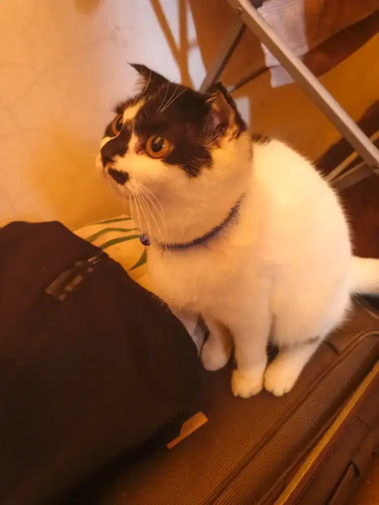 Scottish Fold Sashi