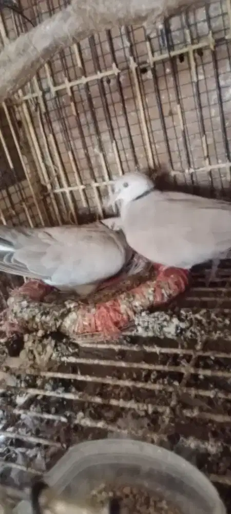 Burung puter sepasang