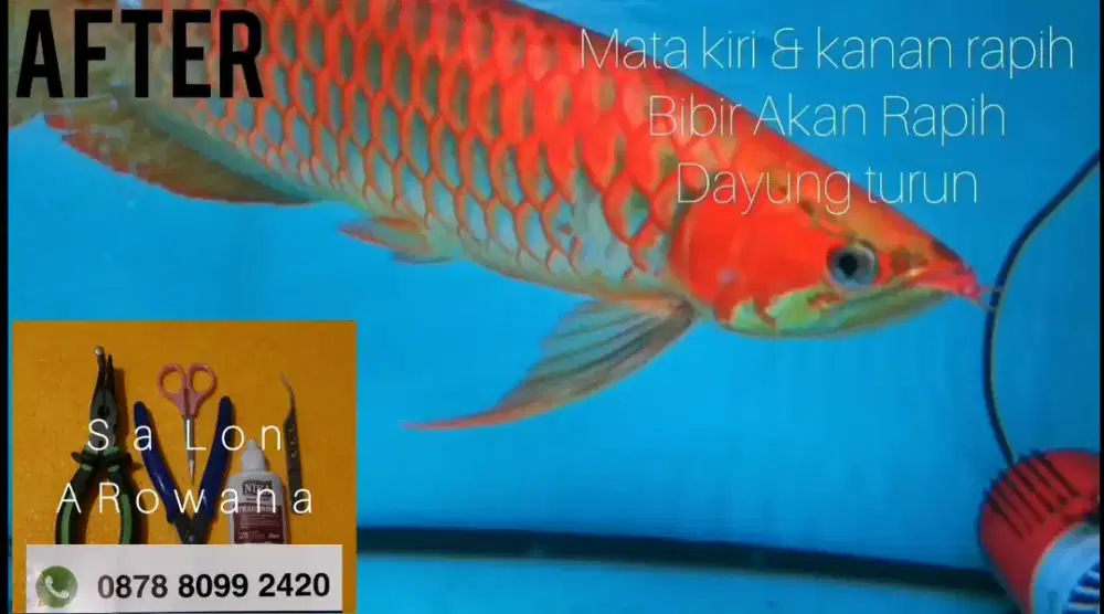 Salon ikan arowana
