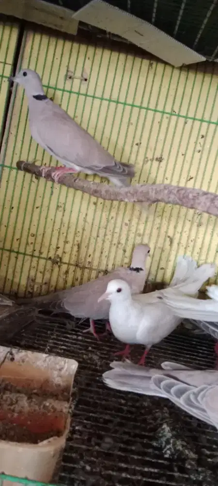 Burung puter dewasa jinak