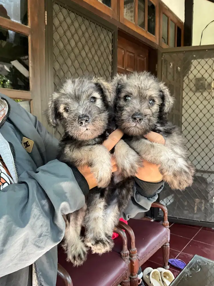 Jual Miniature Schnauzer