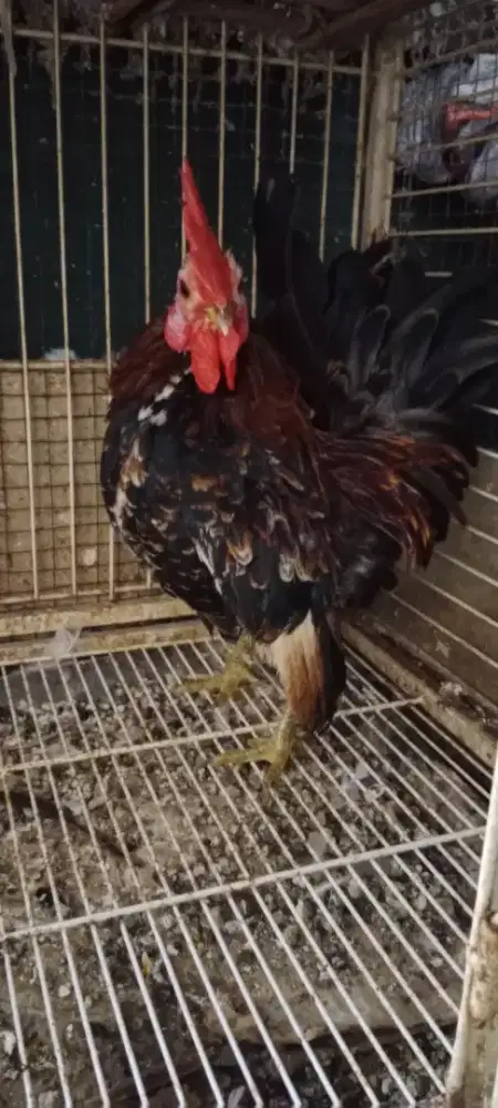Ayam tema jantan