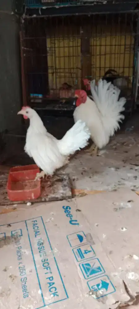 Ayam tema sepasang dewasa putih polos