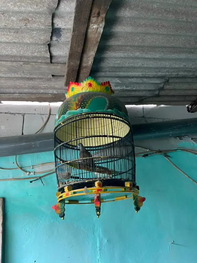 burung perkutut lokal