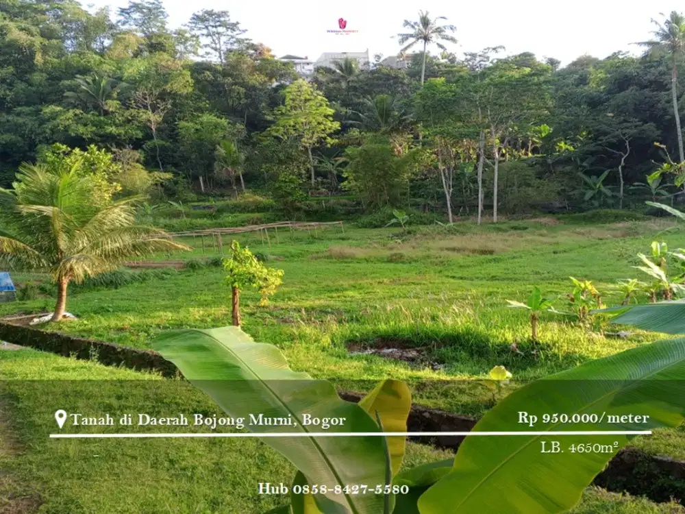 Dijual Tanah di Bojong Murni belakang Kantor Desa Bojong Murni
