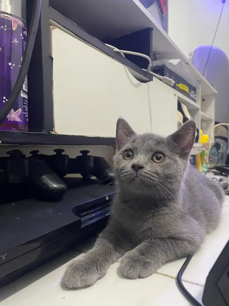 Kitten bsh betina pure