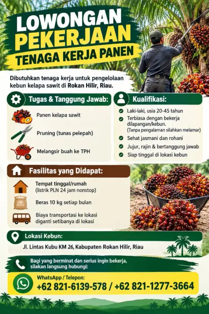 LOWONGAN KERJA TENAGA PANEN KEBUN SAWIT