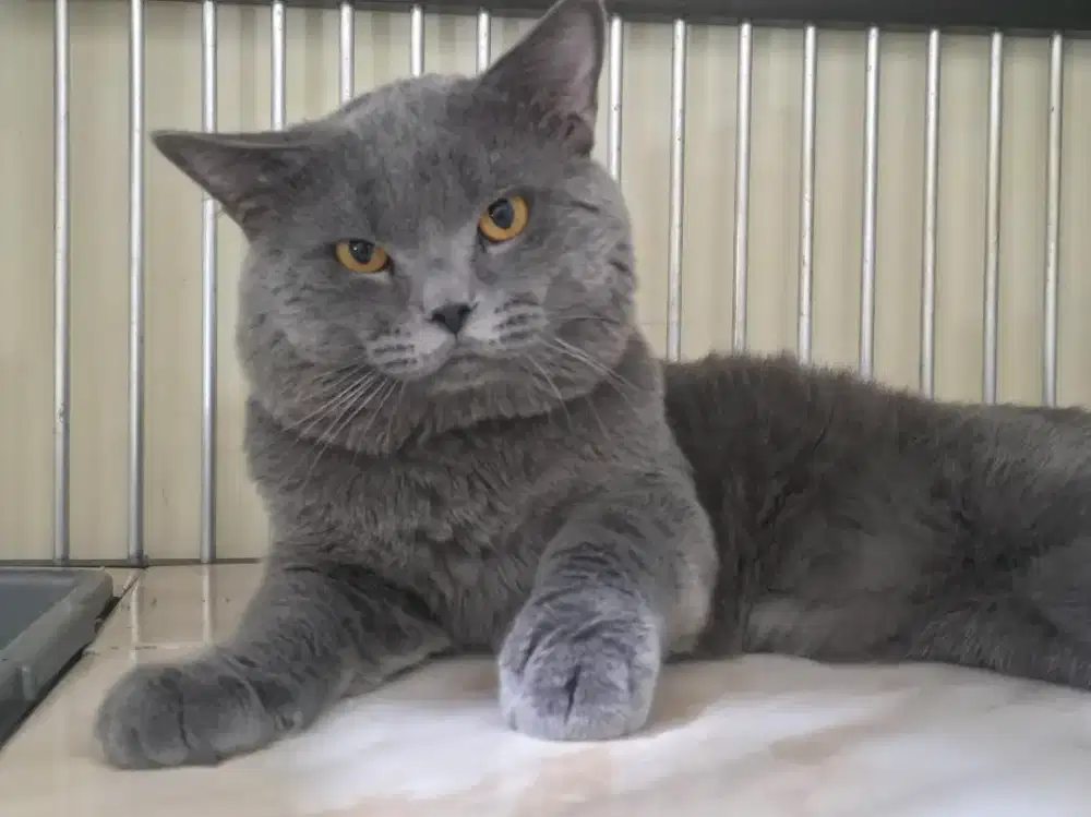 British Short Hair (BSH) Pure Non Ped