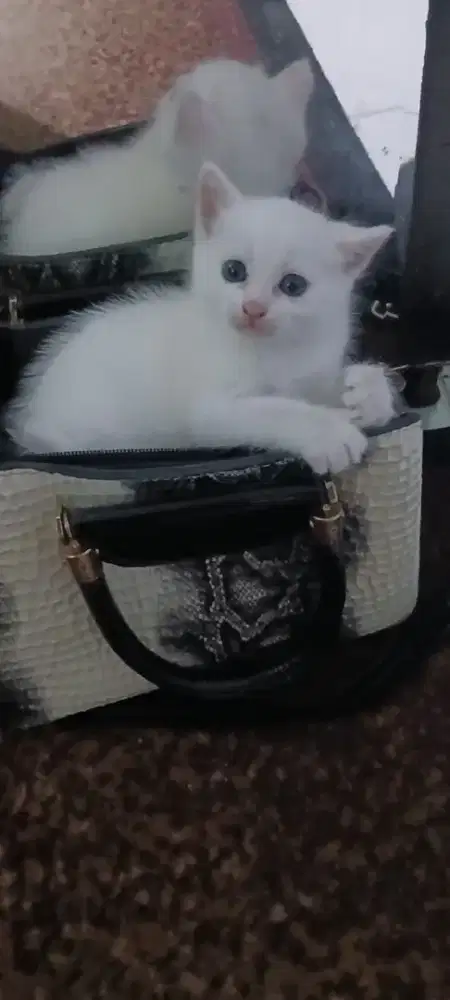 Kitten betina usia 4 bln