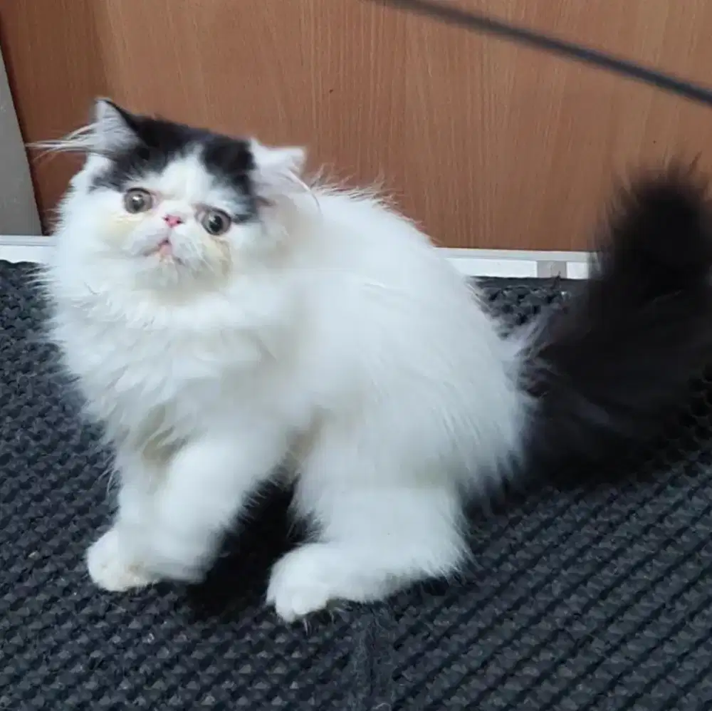Kucing Kitten Jantan Persia Peaknose NS usia 3 bulan