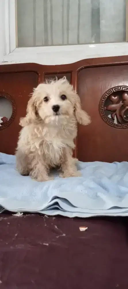 Toy poodle putih dan fawn jantan