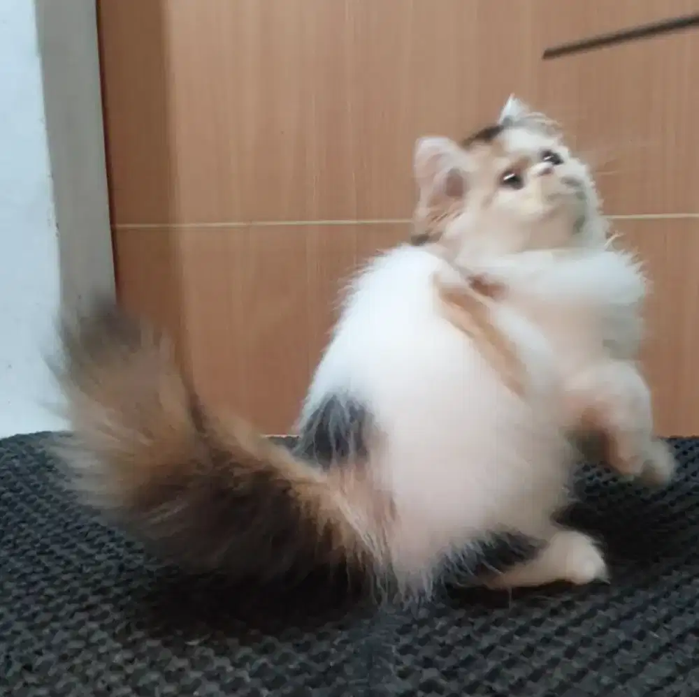 Kucing Kitten Betina Persia Peaknose NS usia 3 bulan
