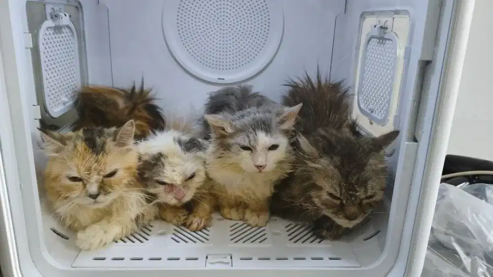 Kucing Persian 6bln ++