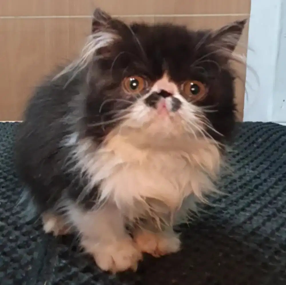 Kucing Kitten Jantan Pesek Cebol Munchkin Peaknose usia 3 bulan