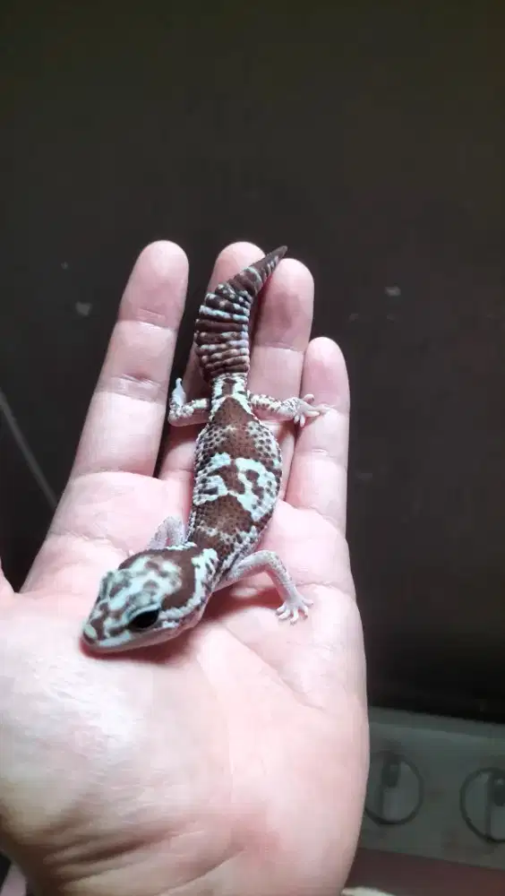 African fat tail gecko