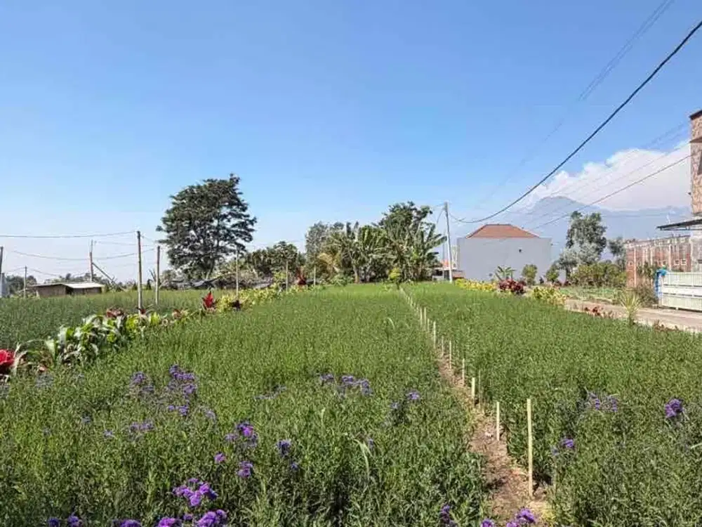 KEBUN MURAH KOTA BATU
