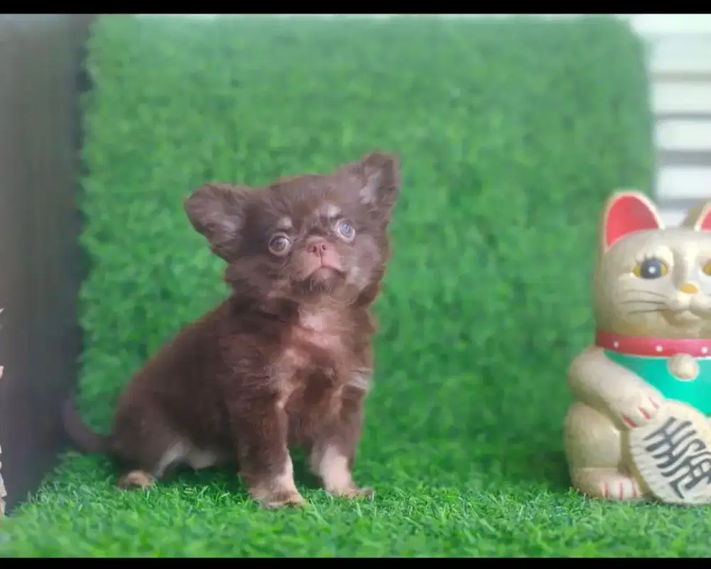 Super mini Chihuhua female Long Hair